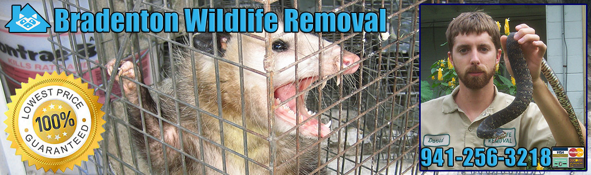Bradenton Wildlife and Animal Removal
